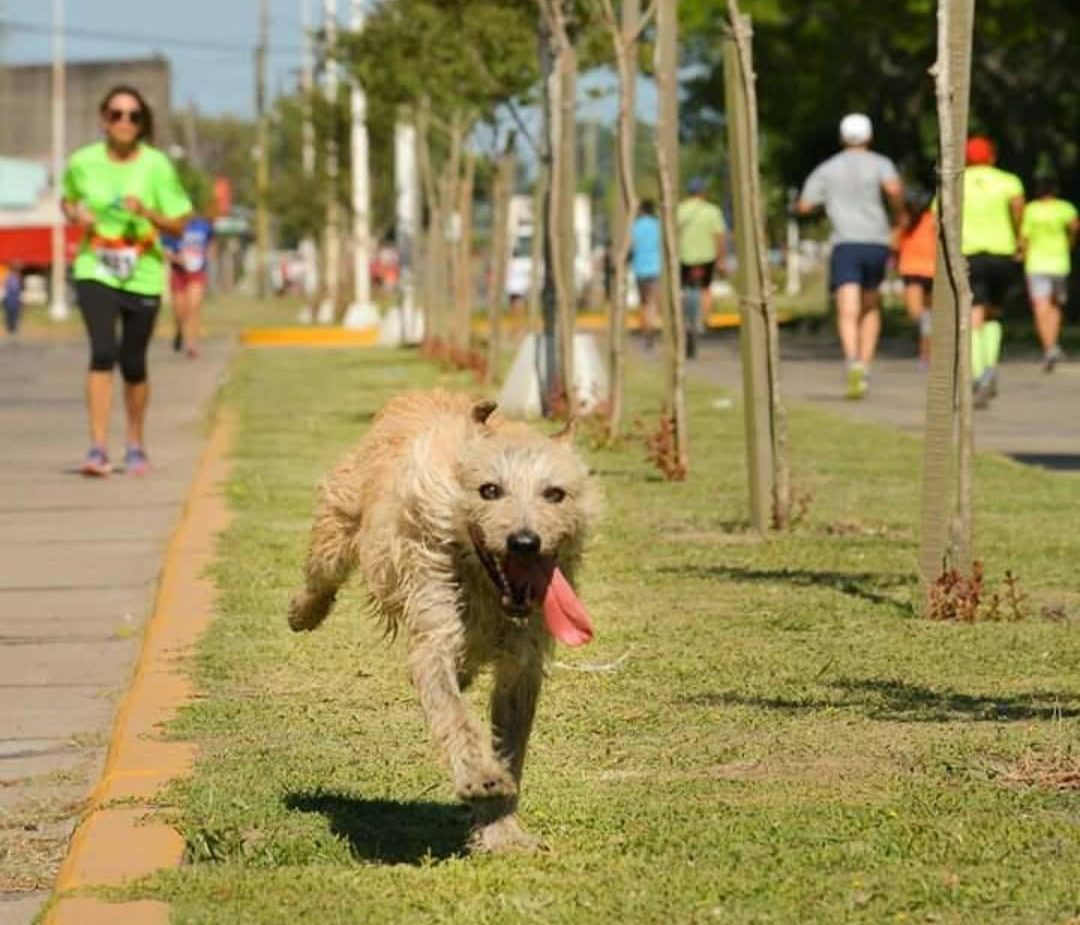perro runner