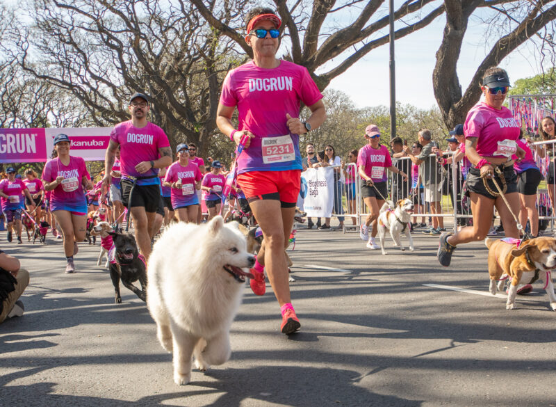 dogrun