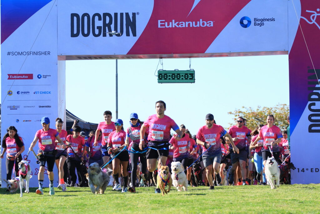 dogrun